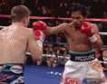 /album/photogallery/pacquiao-hatton-ko-slo-2-gif/